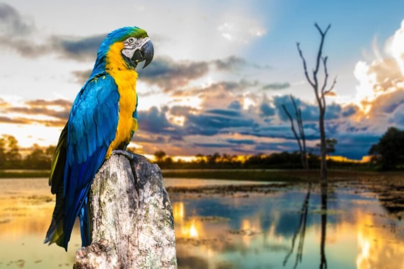 Hotel Pantanal